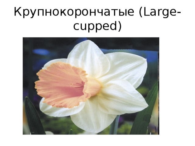 Крупнокорончатые (Large-cupped)