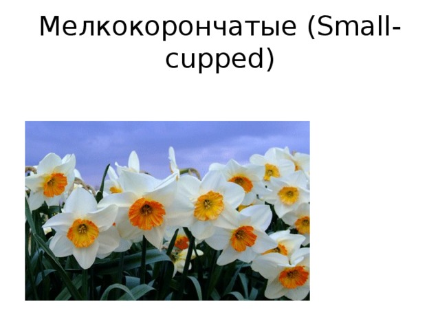 Мелкокорончатые (Small-cupped)