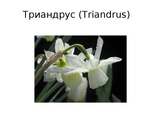 Триандрус (Triandrus)