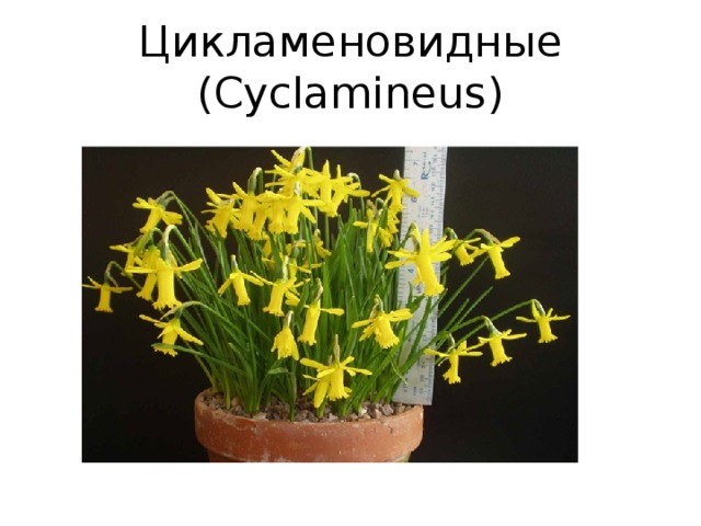 Цикламеновидные (Cyclamineus)