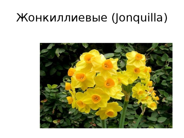 Жонкиллиевые (Jonquilla)