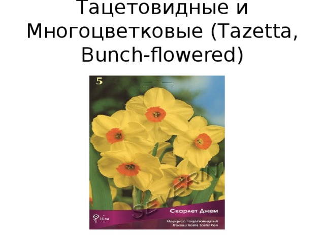 Тацетовидные и Многоцветковые (Tazetta, Bunch-flowered)