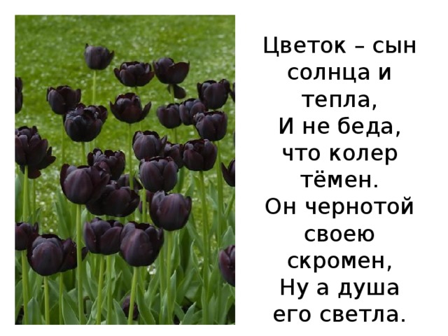 Цветок – сын солнца и тепла,  И не беда, что колер тёмен.  Он чернотой своею скромен,  Ну а душа его светла.