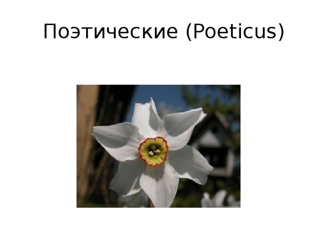 Поэтические (Poeticus)