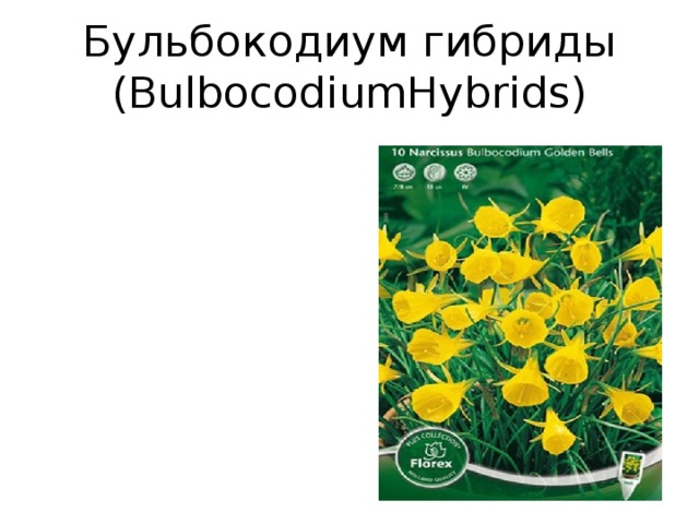 Бульбокодиум гибриды (BulbocodiumHybrids)