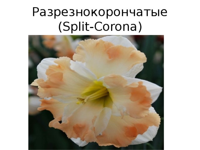 Разрезнокорончатые (Split-Corona)