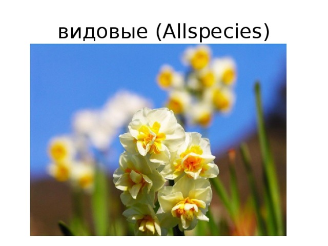 видовые (Allspecies)