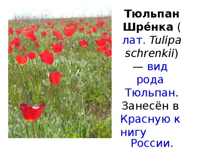 Тюльпан Шре́нка ( лат.   Tulipa schrenkii ) — вид  рода  Тюльпан .  Занесён в Красную книгу  России .