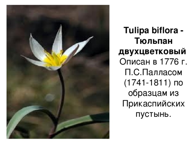 Tulipa biflora - Тюльпан двухцветковый   Описан в 1776 г. П.С.Палласом (1741-1811) по образцам из Прикаспийских пустынь.