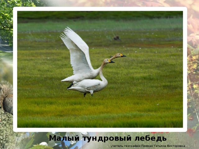 Малый тундровый лебедь учитель географии Примак Татьяна Викторовна