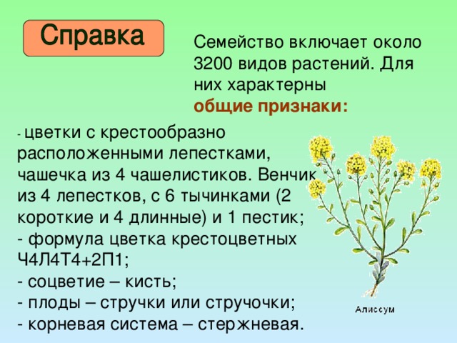 Семейство включает около 3200 видов растений. Для них характерны общие признаки: - цветки с крестообразно расположенными лепестками, чашечка из 4 чашелистиков. Венчик из 4 лепестков, с 6 тычинками (2 короткие и 4 длинные) и 1 пестик; - формула цветка крестоцветных Ч4Л4Т4+2П1; - соцветие – кисть; - плоды – стручки или стручочки; - корневая система – стержневая.