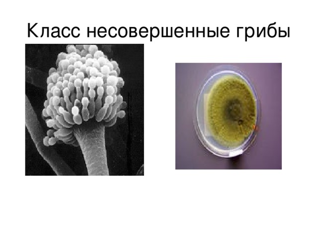 Класс несовершенные грибы