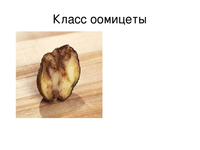 Класс оомицеты