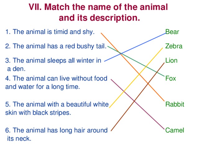 VII. Match the name of the animal and its description. 1. The animal is timid and shy. 2. The animal has a red bushy tail. Bear 3. The animal sleeps all winter in  a den. Zebra 4. The animal can live without food and water for a long time. Lion Fox 5. The animal with a beautiful white skin with black stripes. Rabbit 6. The animal has long hair around  its neck. Camel