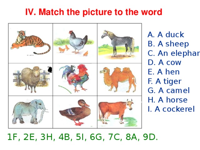 IV. Match the picture to the word 3. 1 . 2. A. A duck B. A sheep C. An elephant D. A cow E. A hen F. A tiger G. A camel H. A horse I. A cockerel 4. 6. 5. 4. 7. 8. 9. 1F, 2E, 3H, 4B, 5I, 6G, 7C, 8A, 9D.