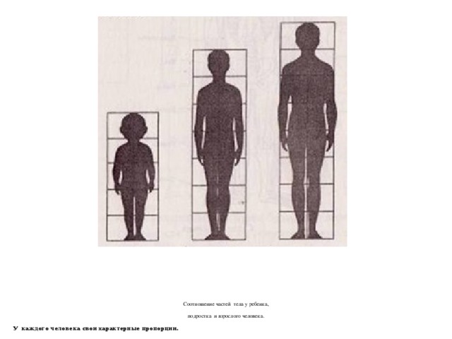 Соотношение частей тела у ребенка,  подростка и взрослого человека.  У каждого человека свои характерные пропорции.