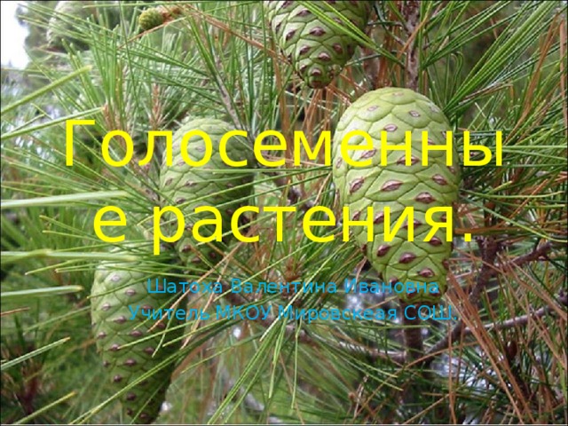 Голосеменные растения.  Шатоха Валентина Ивановна  Учитель МКОУ Мировскеая СОШ.