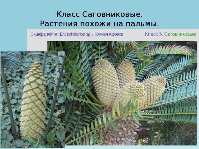 Класс Саговниковые.  Растения похожи на пальмы.