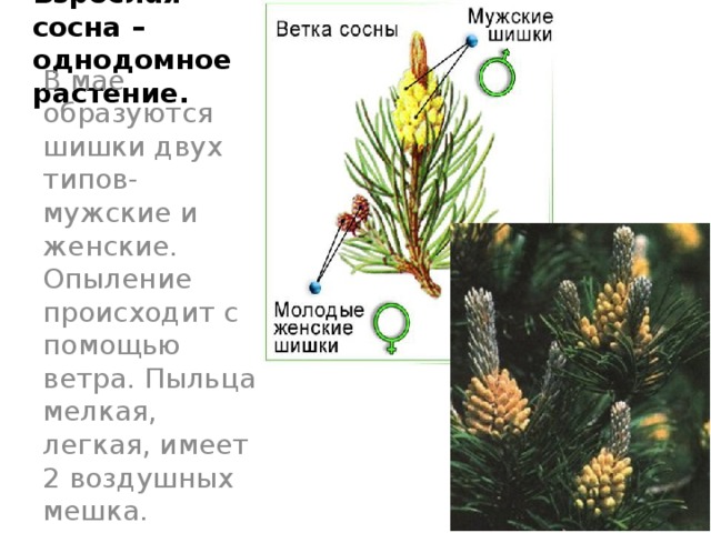 Опыление ветром голосеменных. Женские и мужские шишки голосеменных. Опыление шишки сосны. Опыление сосны происходит с помощью ветра?. Опыление голосеменных происходит.