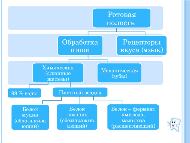 Пища ротовая полость дополните схему