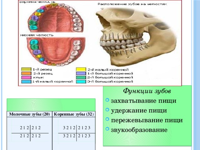 Функции зубов захватывание пищи удержание пищи пережевывание пищи звукообразование  Количество зубов   Молочные зубы (20) 2 1 2 Коренные зубы (32 ) 2 1 2 2 1 2 2 1 2 3 2 1 2 2 1 2 3 3 2 1 2 2 1 2 3