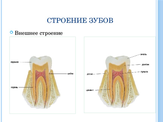 Строение зубов