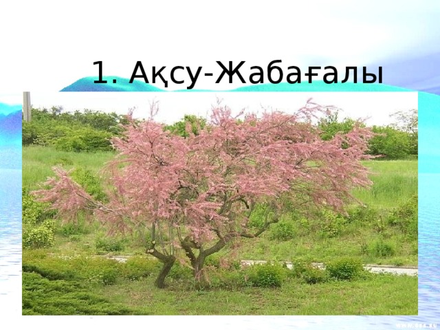 1. Ақсу - Жабағалы