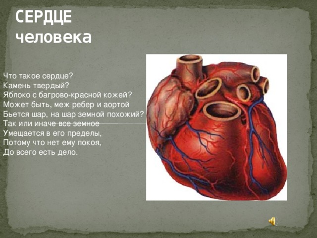 СЕРДЦЕ человека Что такое сердце? Камень твердый? Яблоко с багрово-красной кожей? Может быть, меж ребер и аортой Бьется шар, на шар земной похожий? Так или иначе все земное Умещается в его пределы, Потому что нет ему покоя, До всего есть дело.