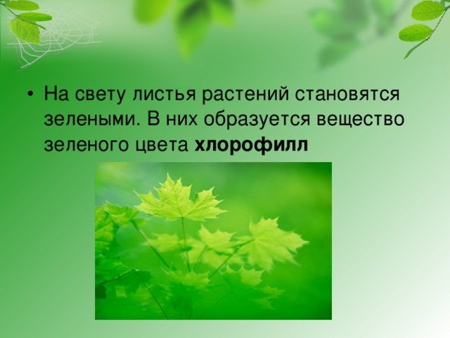 На свету листья растений становятся зелеными. В них образуется вещество зеленого цвета хлорофилл