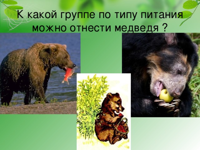 К какой группе по типу питания можно отнести медведя ?