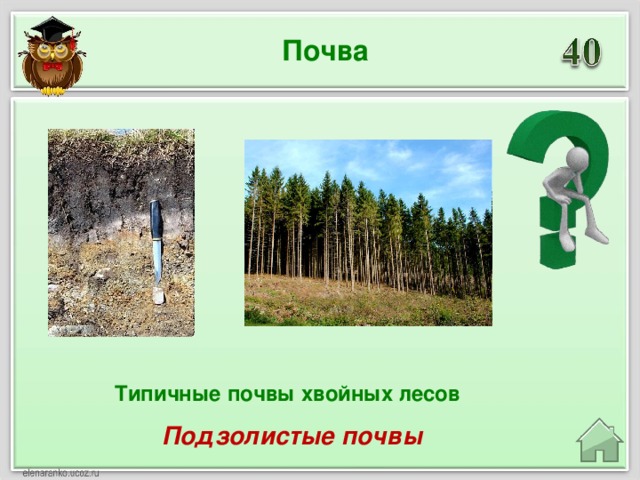 Почва Типичные почвы хвойных лесов Подзолистые почвы