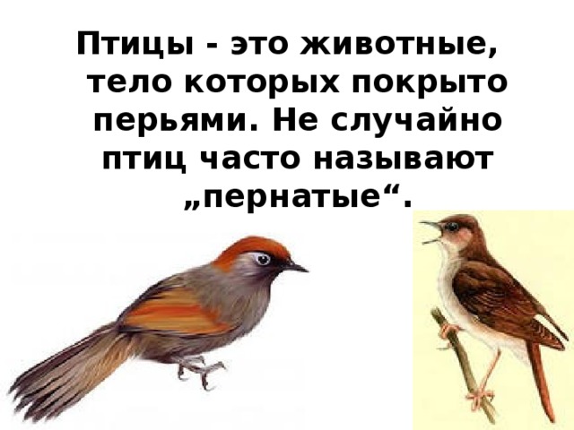 Птицы - это животные, тело которых покрыто перьями. Не случайно птиц часто называют „пернатые“.