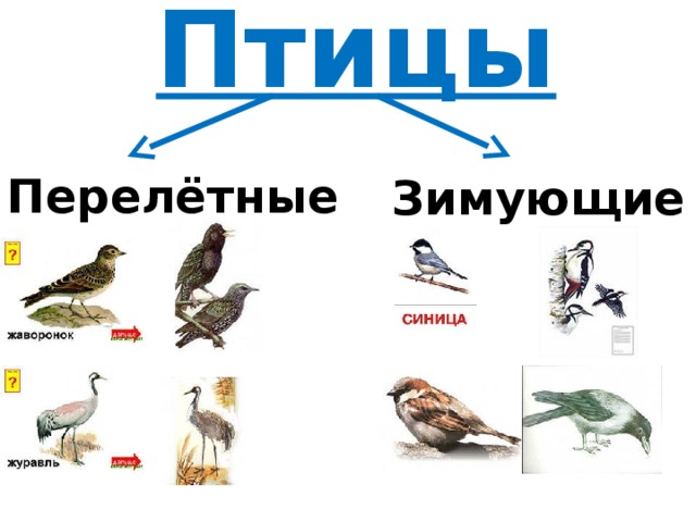 Название первой птицы. Перелетные птицы и зимующие птицы для детей. Перелётные птицы и зимующие птицы 1 класс окружающий мир. Перелетные и зимующие птицы 1 класс окружающий мир. Таблица перелетных и зимующих птиц для детей.