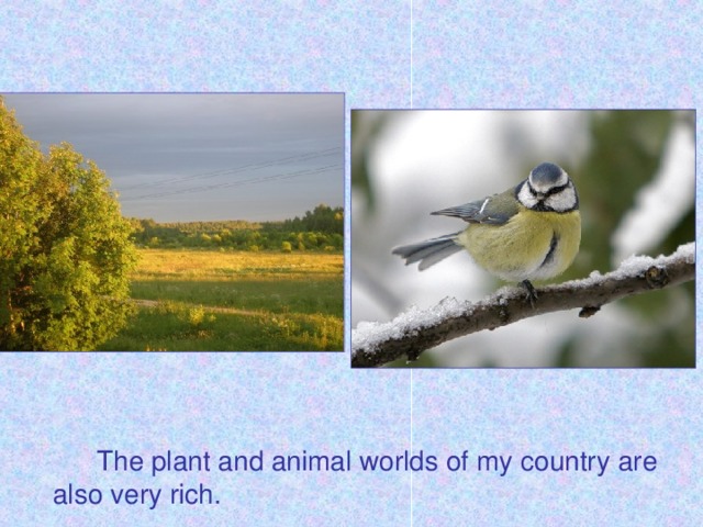The plant and animal worlds of my country are also very rich.