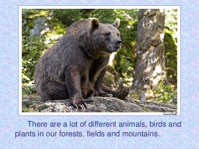 There are a lot of different animals, birds and plants in our forests, fields and mountains.