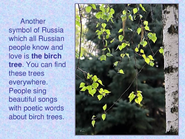 Another symbol of Russia which all Russian people know and love is the birch tree . You can find these trees everywhere. People sing beautiful songs with poetic words about birch trees.