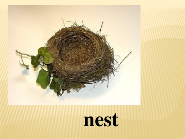 Вставка рисунка nest
