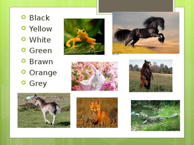 Black  Yellow  White  Green  Brawn  Orange  Grey