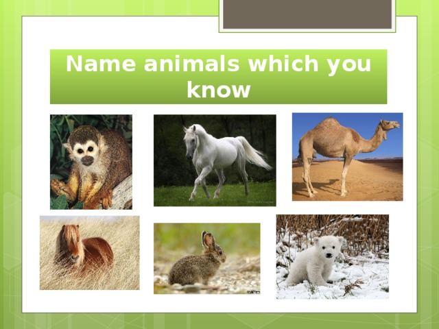 Name animals which you know