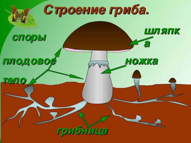 Строение гриба. шляпка споры ножка плодовое тело грибница