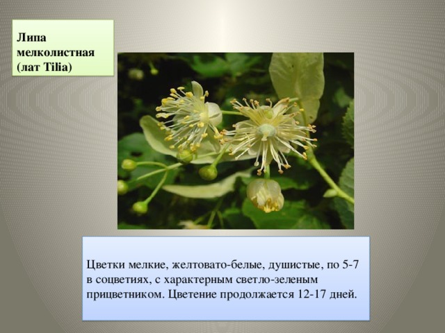 Липа мелколистная  (лат Tilia) Цветки мелкие, желтовато-белые, душистые, по 5-7 в соцветиях, с характерным светло-зеленым прицветником. Цветение продолжается 12-17 дней. 