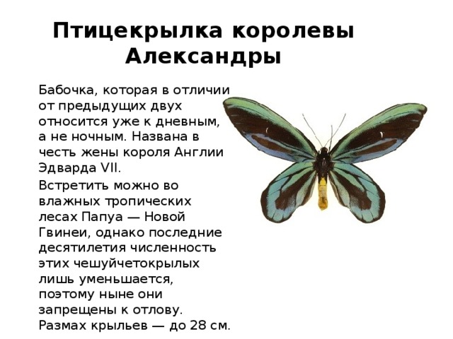 Птицекрылка королевы Александры Бабочка, которая в отличии от предыдущих двух относится уже к дневным, а не ночным. Названа в честь жены короля Англии Эдварда VII. Встретить можно во влажных тропических лесах Папуа — Новой Гвинеи, однако последние десятилетия численность этих чешуйчетокрылых лишь уменьшается, поэтому ныне они запрещены к отлову. Размах крыльев — до 28 см.