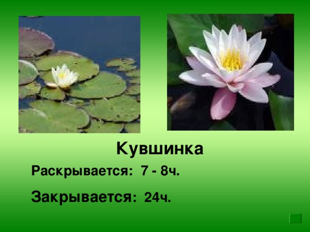 Кувшинка Раскрывается: 7 - 8ч. Закрывается : 24ч.