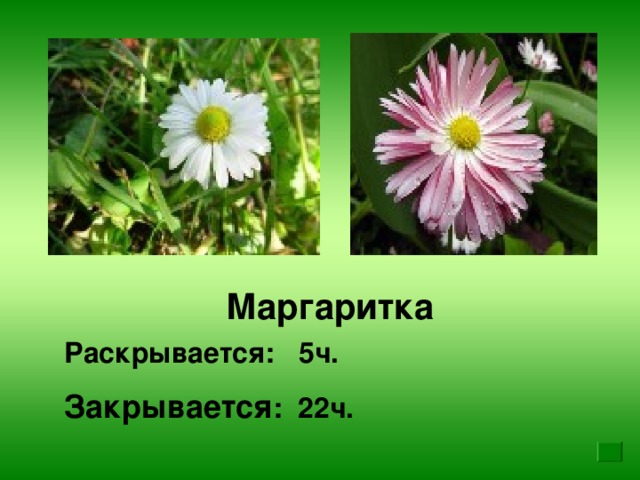 Маргаритка Раскрывается: 5ч. Закрывается : 22ч.