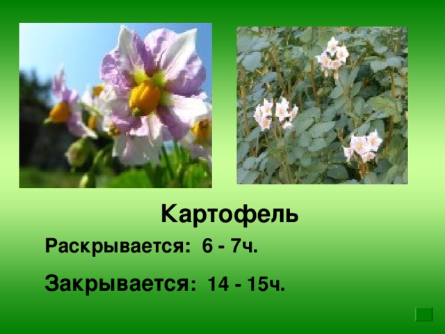 Картофель Раскрывается: 6 - 7ч. Закрывается : 14 - 15ч.