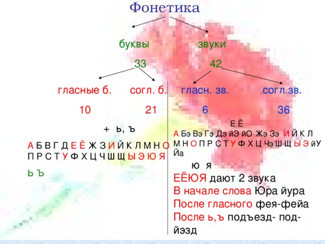 Фонетика    буквы звуки  33 42 гласн. зв. согл.зв.  6 36  гласные б. согл. б.  10 21  + ь, ъ  А Б В Г Д Е Ё Ж З И Й К Л М Н О П Р С Т У Ф Х Ц Ч Ш Щ Ы Э Ю Я  Ь Ъ   Е Ё А Бэ Вэ Гэ Дэ йЭ йО  Жэ Зэ И Й К Л М Н О П Р С Т У Ф Х Ц Чэ Ш Щ Ы Э йУ Йа  ю я ЕЁЮЯ дают 2 звука В начале слова Юра йура После гласного фея-фейа После ь,ъ подъезд- под-йэзд