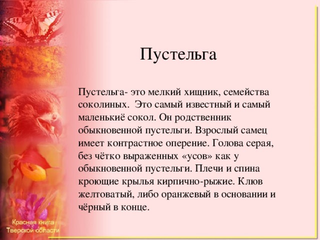 Пустельга Пустельга- это мелкий хищник, семейства соколиных. Это самый известный и самый маленькиё сокол. Он родственник обыкновенной пустельги. Взрослый самец имеет контрастное оперение. Голова серая, без чётко выраженных «усов» как у обыкновенной пустельги. Плечи и спина кроющие крылья кирпично-рыжие. Клюв желтоватый, либо оранжевый в основании и чёрный в конце.