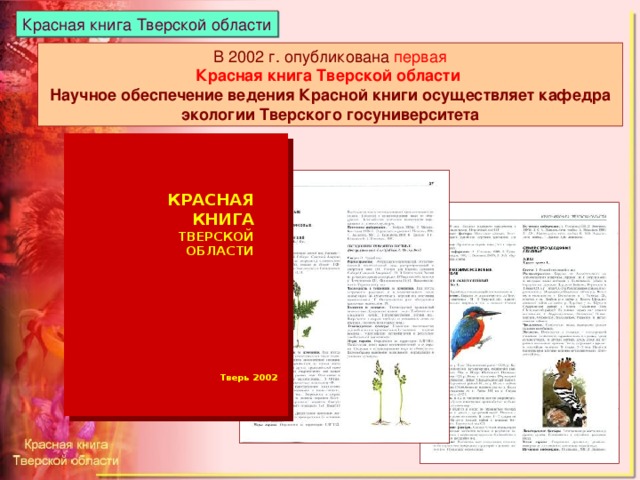 Красная книга Тверской области В 2002 г. опубликована первая Красная книга Тверской области Научное обеспечение ведения Красной книги осуществляет кафедра экологии Тверского госуниверситета КРАСНАЯ КНИГА ТВЕРСКОЙ ОБЛАСТИ Тверь 2002