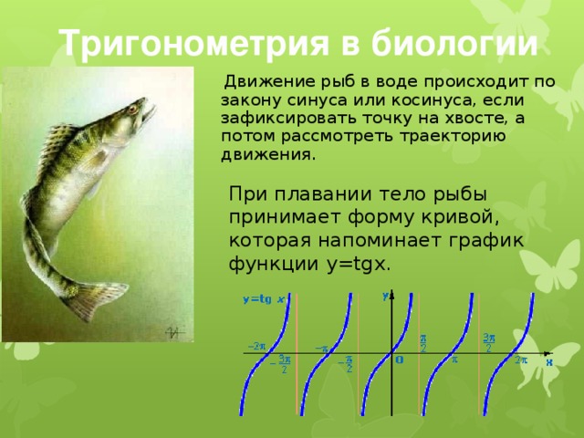 Презентация на тему тригонометрия в жизни человека