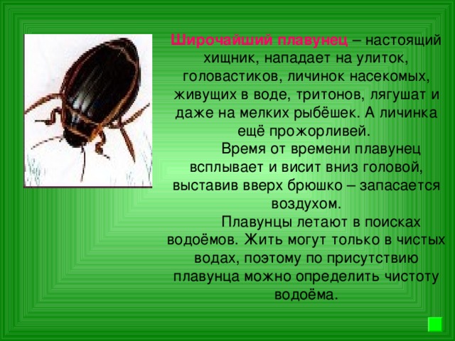 Широчайший плавунец – настоящий хищник, нападает на улиток, головастиков, личинок насекомых, живущих в воде, тритонов, лягушат и даже на мелких рыбёшек. А личинка ещё прожорливей.  Время от времени плавунец всплывает и висит вниз головой, выставив вверх брюшко – запасается воздухом.  Плавунцы летают в поисках водоёмов. Жить могут только в чистых водах, поэтому по присутствию плавунца можно определить чистоту водоёма.